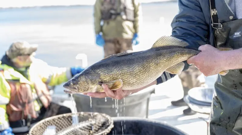 Bag, size limits approved to aid Wisconsin’s struggling walleye